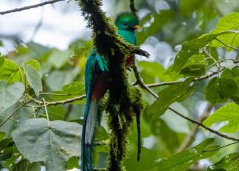 En qué consisten los nidos artificiales que promueven la conservación del quetzal