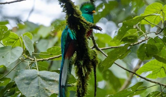 En qué consisten los nidos artificiales que promueven la conservación del quetzal