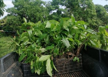 Realizan reforestación en Suchitepéquez