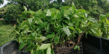 Realizan reforestación en Suchitepéquez