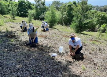 Inab lanza programa Sembrando Huella, orientado a la reforestación