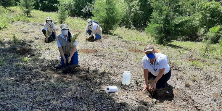 Inab lanza programa Sembrando Huella, orientado a la reforestación