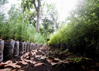 Plantar al menos un millón de árboles es la meta de reforestación para 2021 en Guatemala