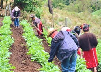 El sello blanco apoyará a las familias de escasos recursos del país.