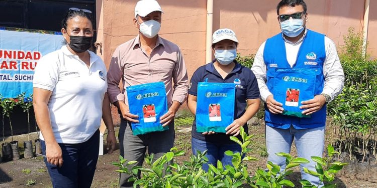 Extensionistas rurales entregarán árboles frutales y semillas de hortalizas en Suchitepéquez