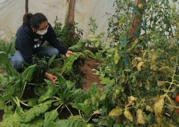 MAGA impulsa huertos familiares en los ocho municipios de Totonicapán