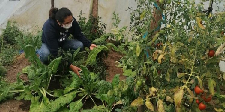 MAGA impulsa huertos familiares en los ocho municipios de Totonicapán