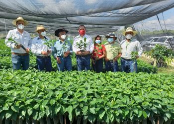 MAGA apoya a productores de café y aguacate Hass en Huehuetenango