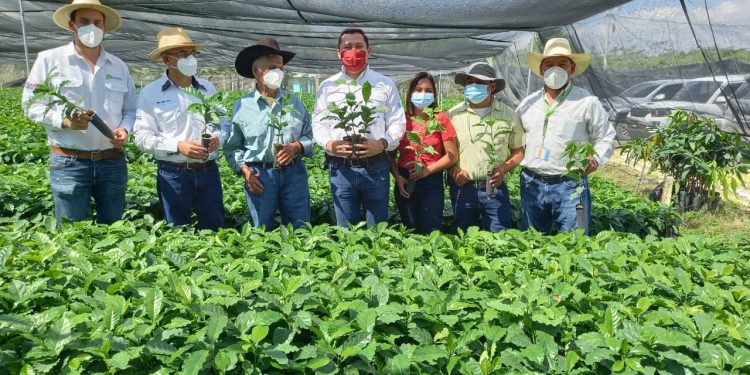 MAGA apoya a productores de café y aguacate Hass en Huehuetenango
