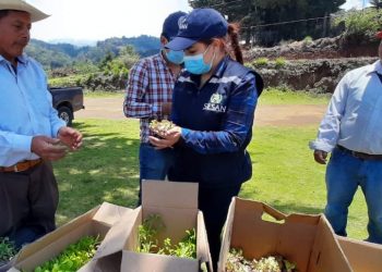 Huertos familiares refuerzan estrategias de seguridad alimentaria en Tejutla