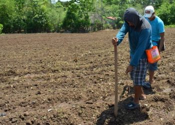 Jutiapa: Extensionistas recomiendan sembrar antes de que comience la época lluviosa