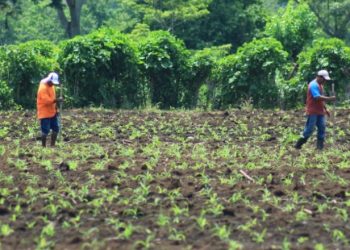 Jutiapa: Extensionistas recomiendan sembrar antes de que comience la época lluviosa