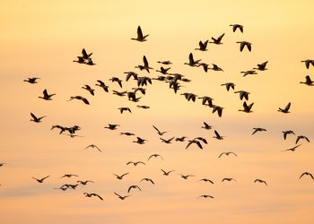 Hay seis veces más aves que humanos en el mundo, según estudio