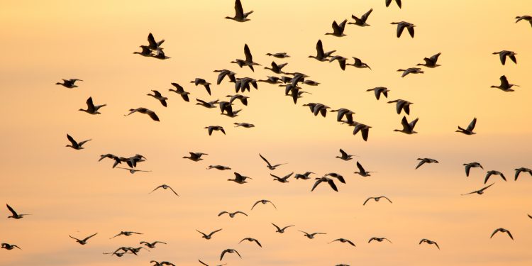 Hay seis veces más aves que humanos en el mundo, según estudio