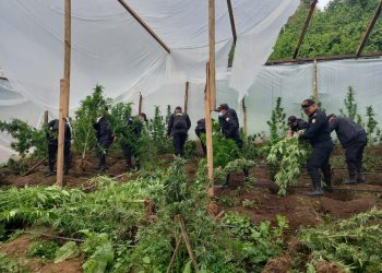 PNC erradica más de 400 matas de marihuana y amapola en Huehuetenango