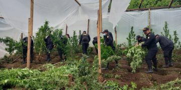 PNC erradica más de 400 matas de marihuana y amapola en Huehuetenango