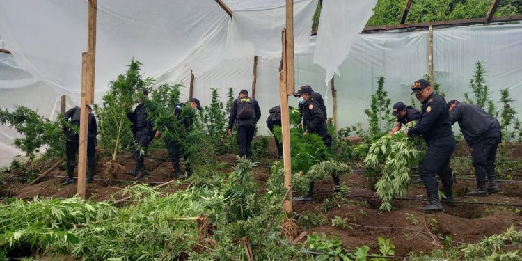 PNC erradica más de 400 matas de marihuana y amapola en Huehuetenango