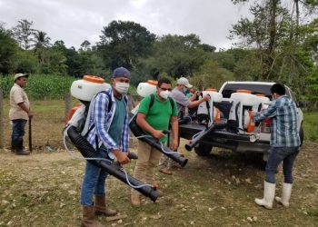 Acciones para controlar la langosta voladora en Petén rinden frutos