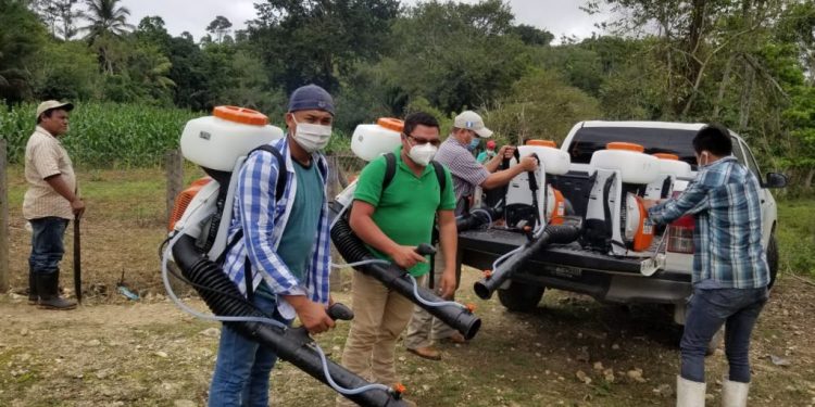 Acciones para controlar la langosta voladora en Petén rinden frutos