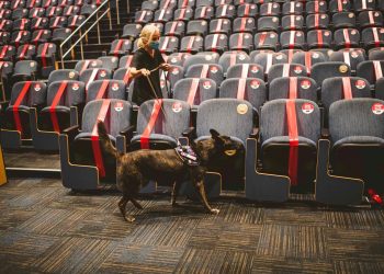 Perros detectores de coronavirus “certificados” debutarán en una feria de Miami