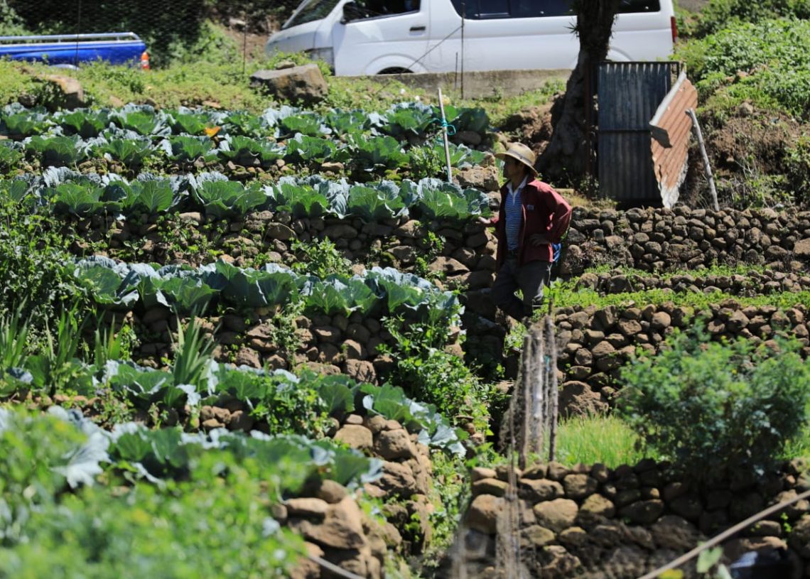 Presidente Giammattei Inaugura Unidad De Riego Xibalbay En Sololá Agencia Guatemalteca De