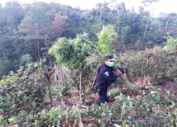 Erradican marihuana en Petén y Chimaltenango