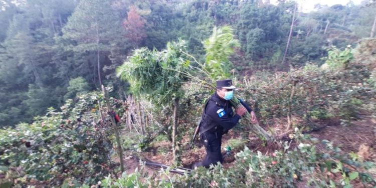 Erradican marihuana en Petén y Chimaltenango