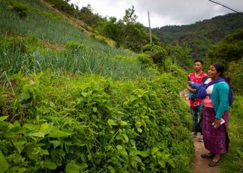 Madre e hijo proveen cosechas para alimentación escolar