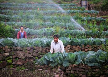 Agricultores guatemaltecos hacen esfuerzos para ser competitivos en el mundo./Foto: MAGA.