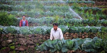 Agricultores guatemaltecos hacen esfuerzos para ser competitivos en el mundo./Foto: MAGA.