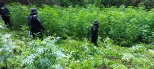Eliminan matas de marihuana en Totonicapán./Foto: PNC.