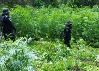Eliminan matas de marihuana en Totonicapán./Foto: PNC.