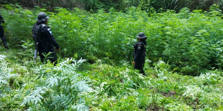 Eliminan matas de marihuana en Totonicapán./Foto: PNC.