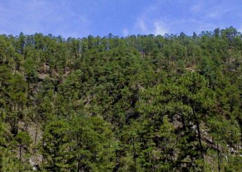 Resaltan importancia del impulso de ecoempresas