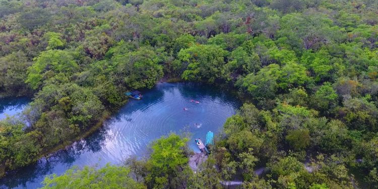 Los bosques tropicales y su importancia para la biodiversidad