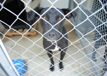 Inauguran centro de atención primaria para animales en riesgo