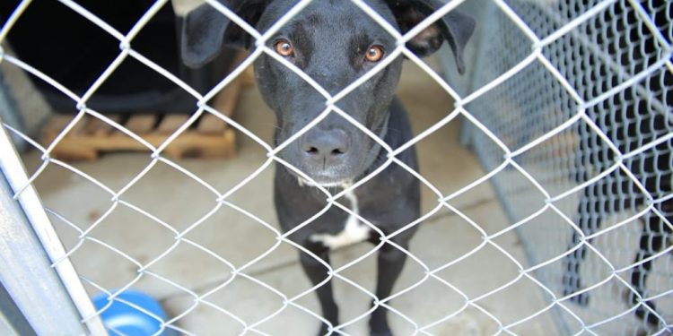 Inauguran centro de atención primaria para animales en riesgo