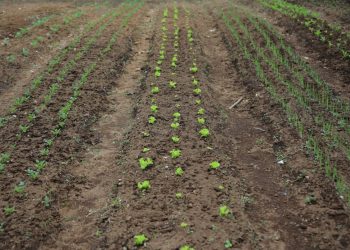 Chimaltenango refuerza la producción de alimentos