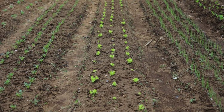 Chimaltenango refuerza la producción de alimentos