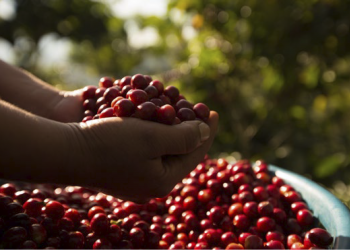 Guatemala y su café