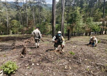 Ejército y PNC continúan apoyando reforestación en el territorio