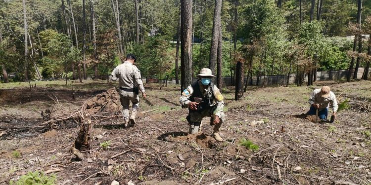 Ejército y PNC continúan apoyando reforestación en el territorio