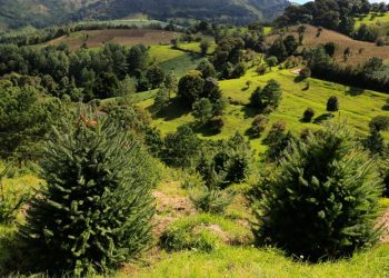 Programa de incentivos forestales recibe reconocimiento internacional