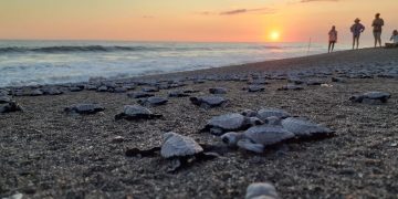 Guatemala conmemora el Día Mundial de los Océanos