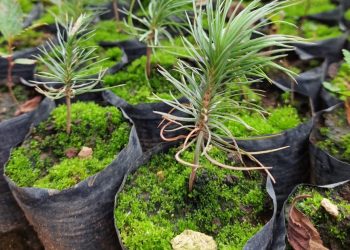 Lanzan campaña Reforestando Atitlán para un futuro verde