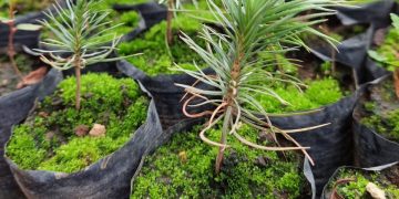 Lanzan campaña Reforestando Atitlán para un futuro verde