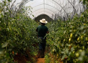 Guatemala promueve oportunidades laborales en el extranjero