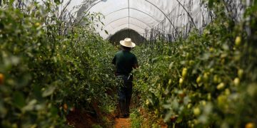 Guatemala promueve oportunidades laborales en el extranjero