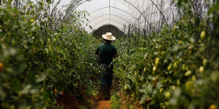 Guatemala promueve oportunidades laborales en el extranjero
