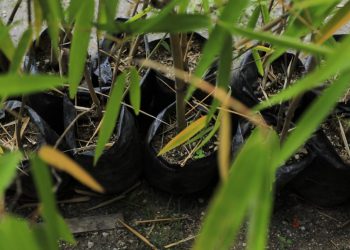 Inauguran Centro de Transformación e Investigación de Bambú